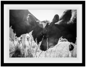 Friends at Farm Sanctuary. Jo-Anne McArthur / We Animals