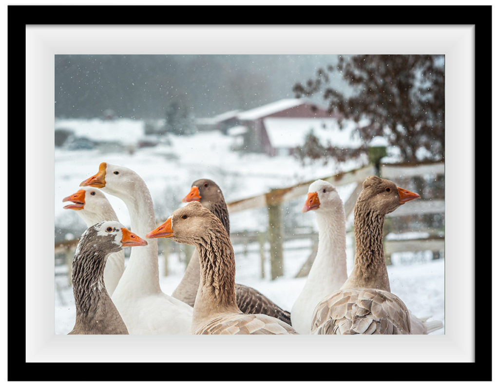 Rescued geese enjoy a fresh winter day