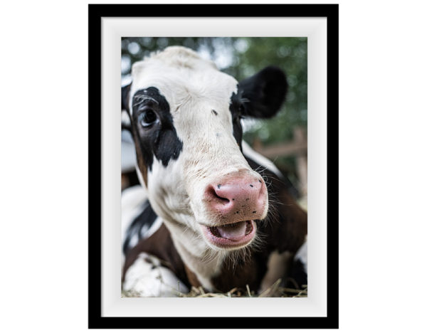 Marty, a calf born at SAFE, living his best life. Jo-Anne McArthur / We Animals