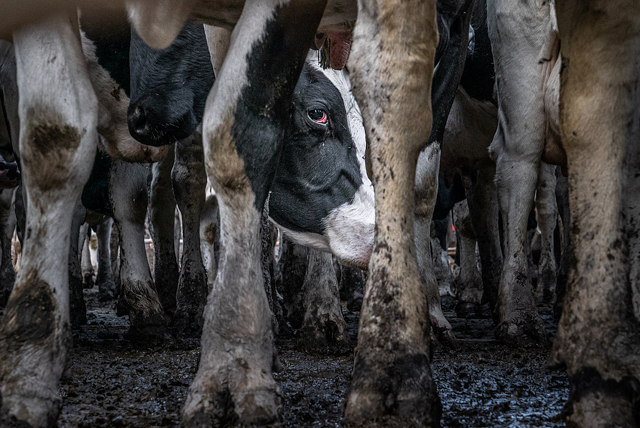 Across the confines of this crowded pen, dairy cow and photographer lock eyes. Australia. Lissy Jayne / HIDDEN / We Animals