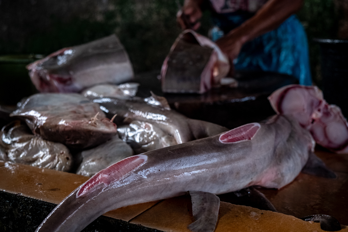 At a traditional Indonesian market, a worker butchers a shark, removing the animal's fins and separating them from the rest of the shark's flesh. Sharks' fins sell for considerably more than the other meat of these animals.