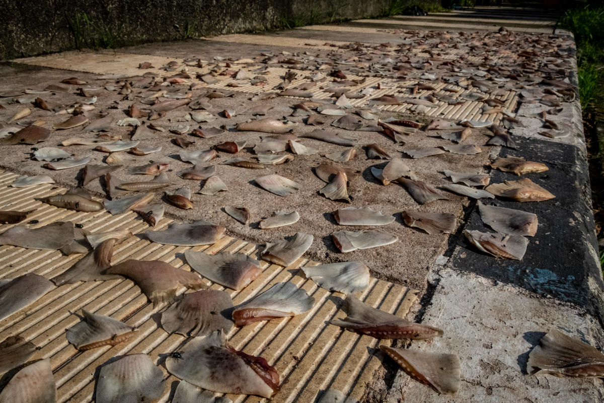 At a traditional Indonesian market, shark fins lie drying on the ground. So that the fins dry quickly, workers spread them out in the sunlight on the pavement close to the shark slaughtering area.