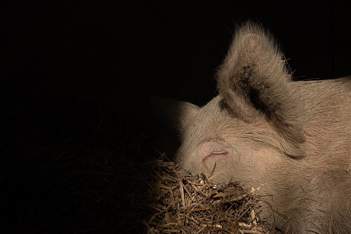 One of the resident pigs sleeps in straw at Sarah Heiligtag's "Hof Narr" Lebenshof (sanctuary) in Hinteregg, Switzerland. At least five pigs live here in a spacious barn with an outdoor area and regular access to pasture. The pigs at Hof Narr will live here permanently for the rest of their natural lives. Hof Narr, Hinteregg, Zurich, Switzerland, 2022. Sabina Diethelm / We Animals
