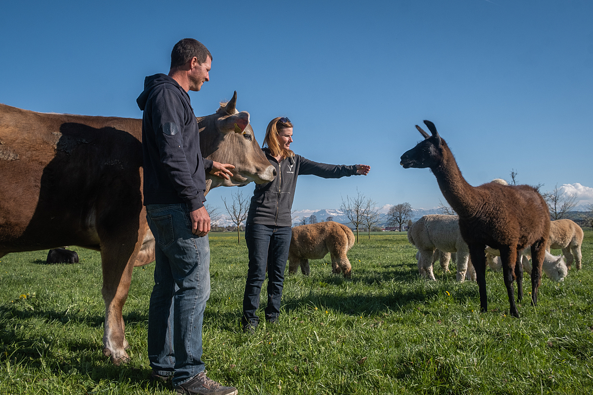 Farm tenants Claudia and Beat Troxler stand in a pasture with a llama, several alpacas and one of their cows who all live with them at Lebenshof Aurelio in Lucerne, Switzerland. Lebenshot Aurelio is a former farm that transformed to a vegan farm and sanctuary. The animal residents here now will remain for the rest of their lives. Lebenshof Aurelio, Buron, Lucerne, Switzerland, 2022. Sabina Diethelm / We Animals