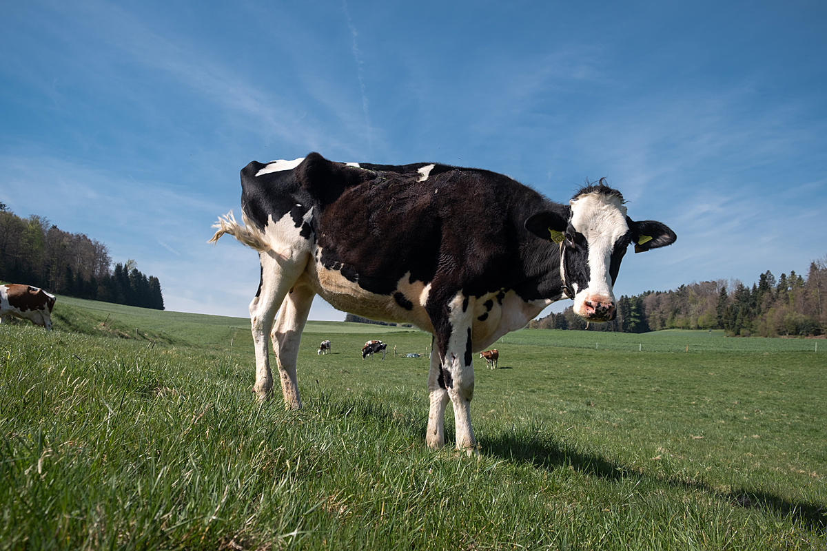 Bellinda, a three-year-old dairy cow, stands in the pasture at an "ausmelk" farm in Bern, Switzerland. She is noticeably thin and in poor health. Bellinda was brought here in order to be "milked out" for another year before being slaughtered. The farm owner, Corinne Hadorn, wants to stop exploiting the animals and transform the farm into a sanctuary. It is not clear whether Bellinda will live to see the change. Oberbutzberg 4, Bleienbach, Bern, Switzerland, 2022. Sabina Diethelm / We Animals