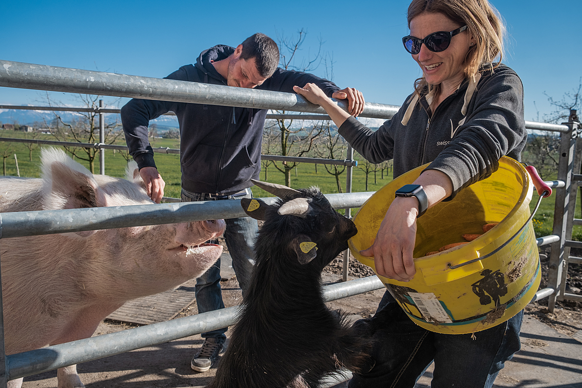 Nala, a domestic pig, and mini-goat Nemo beg for treats from sanctuary owners Beat and Claudia Troxler at Lebenshof Aurelio, a farm animal sanctuary in Lucerne, Switzerland. Lebenshof Aurelio is a former dairy and pig farm that has been "transfarmed" into a vegan farm and sanctuary with the help of Sarah Heiligtag of the Hof Narr sanctuary. The animals live on the farm without any requirement to serve a human purpose. Lebenshof Aurelio, Buron, Lucerne, Switzerland, 2022. Sabina Diethelm / We Animals