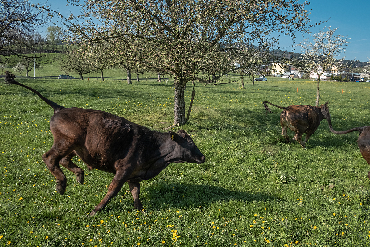 Cattle run and jump with joy and excitement after being let out onto the pastures on Känguruhof farm for the first time during the springtime. Tamara and Stefan Krapf run this former grass-fed beef farm in Switzerland and are transitioning it into a vegan farm that functions harmoniously with the whole ecosystem. Känguruhof, Bernhardzell, St. Gallen, Switzerland, 2022. Sabina Diethelm / We Animals