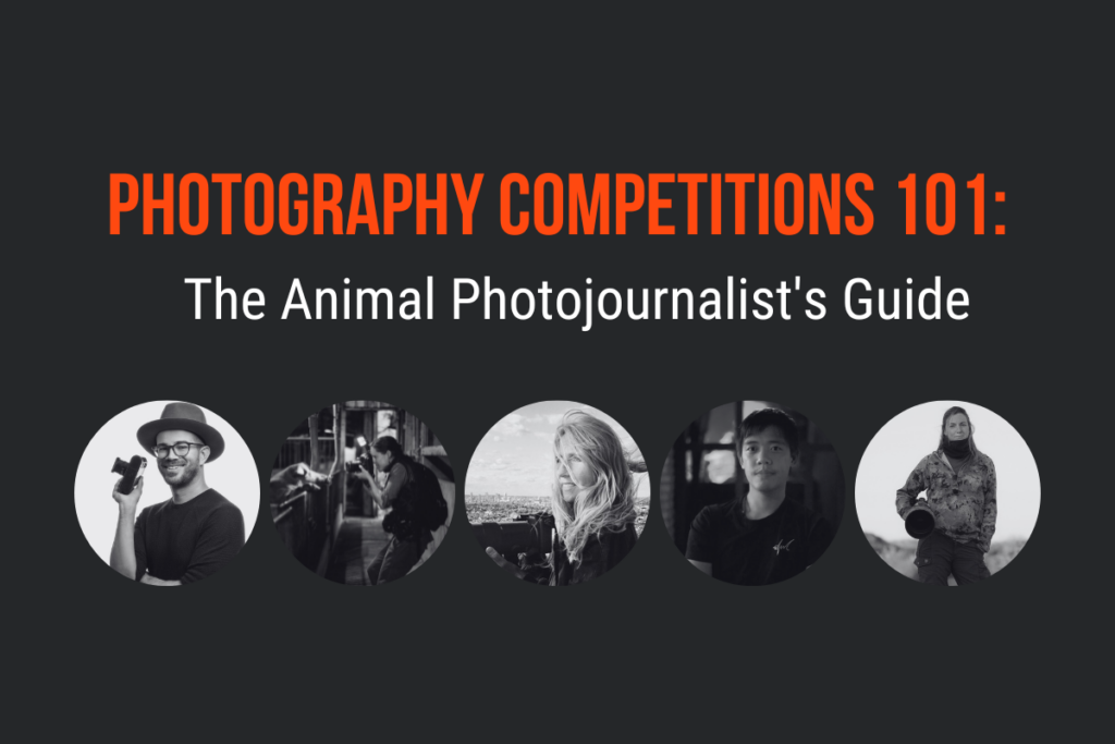 Photography Competitions 101: The Animal Photojournalist’s Guide