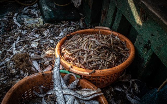 A basket full of shrimps and prawns on the floor of a trawler. India, 2022. S. Chakrabarti / We Animals