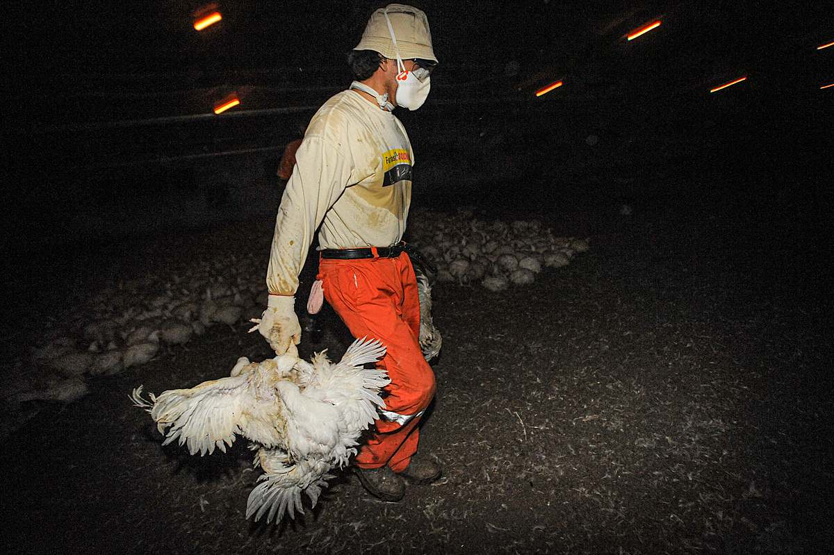 Workers round up 25,000 chickens for transport and slaughter. Spain, 2009. Jo-Anne McArthur / Animal Equality / We Animals