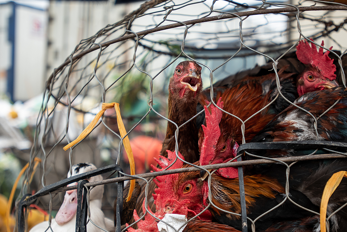 Chickens and a duck are packed tightly inside a wire cage at a live animal market where they will soon be slaughtered for meat. This photo was documented at the start of the COVID-19 pandemic. Vietnam, 2020. Amy Jones / Moving Animals / We Animals.