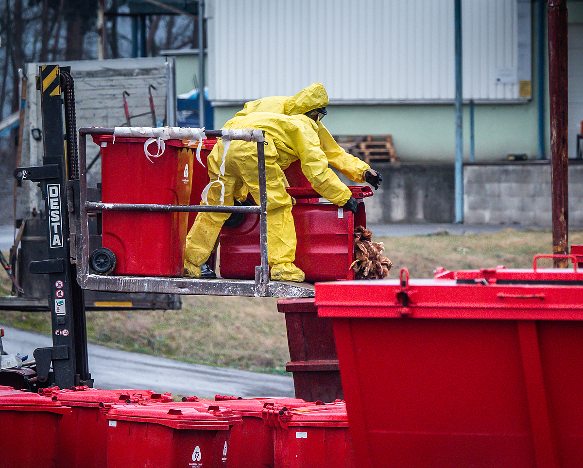 Dead hens are emptied into a dumpster from a refuse container outside the barns at an egg farm near Prague in Czechia. Workers wearing protective suits are killing and removing the hens from this farm, where an outbreak of the H5N1 bird flu virus has been detected. Czechia, 2021. Lukas Vincour / Zvířata Nejíme / We Animals