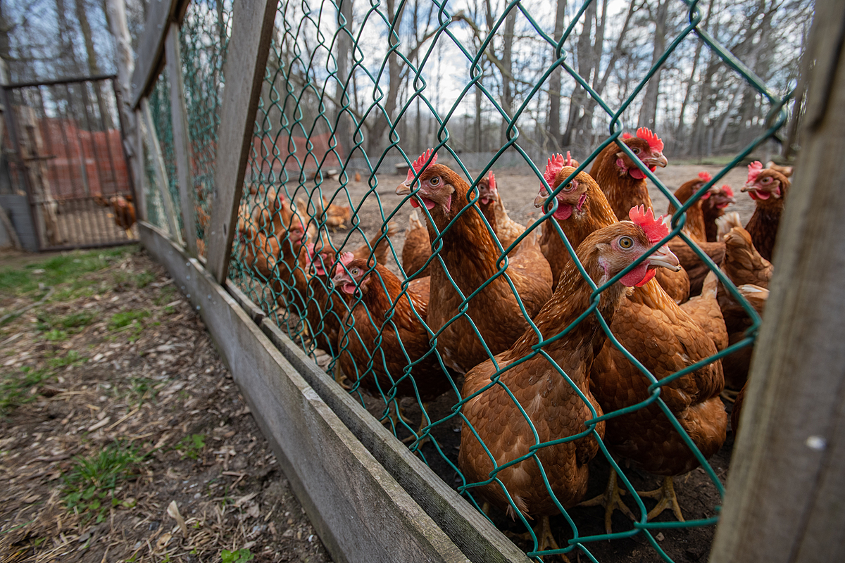 A small, curious backyard flock of laying hens. The farmer stated that if H5N1 were to reach his flock, he would follow regulations and kill them, and then simply be without hens for a while, replacing them when it was safe to do so. Canada, 2022. Jo-Anne McArthur / We Animals