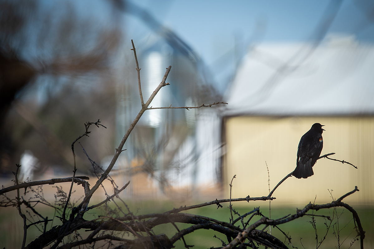A red-winged blackbird in front of an empty duck farm. The ducks have been killed by carbon dioxide gas (CO2) due to the fears of spread of the highly pathogenic H5N1 virus which was found in the ducks in the barn. Wild birds are also dying from the spread of the virus. Canada, 2022. Jo-Anne McArthur / We Animals