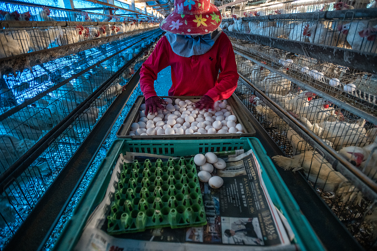 Collecting eggs from caged hens at an industrial farm. Taiwan, 2019. Jo-Anne McArthur / We Animals