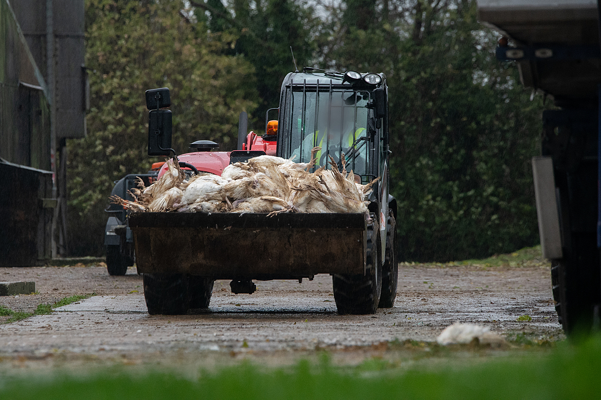 A tractor carries a load of dead turkeys infected with H5N1 out from the shed where they were killed during a disposal operation at a farm with an avian influenza outbreak. Wymondham, Norfolk, United Kingdom, 2022. Ed Shephard / Generation Vegan / We Animals