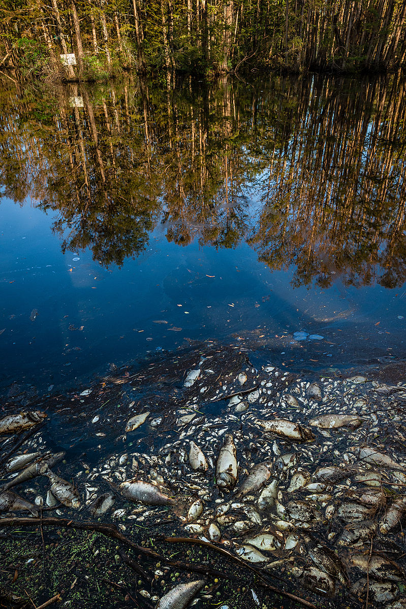 Dead fish floating in flood waters after Hurricane Florence in North Carolina. USA, 2018. Jo-Anne McArthur / We Animals