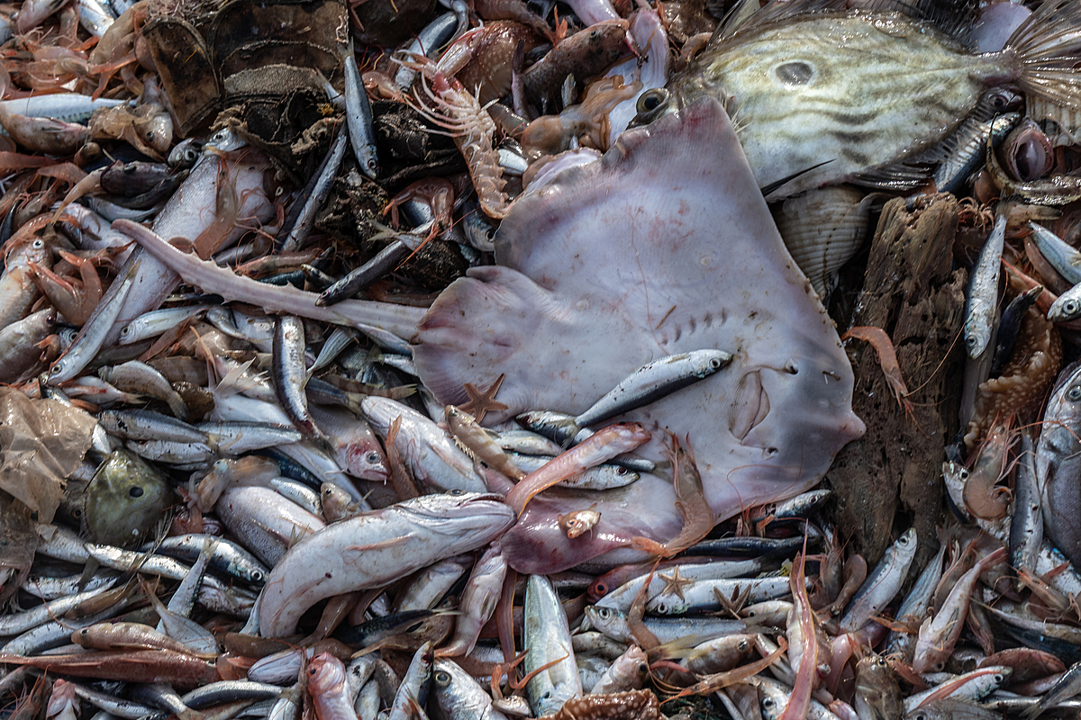Detail of fish and a sting ray after being emptied from nets onto the deck of the fishing boat Fasilis. Greece, 2020/ Selene Magnolia / We Animals