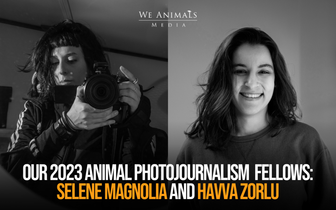 Announcing Our 2023 Animal Photojournalism Fellows