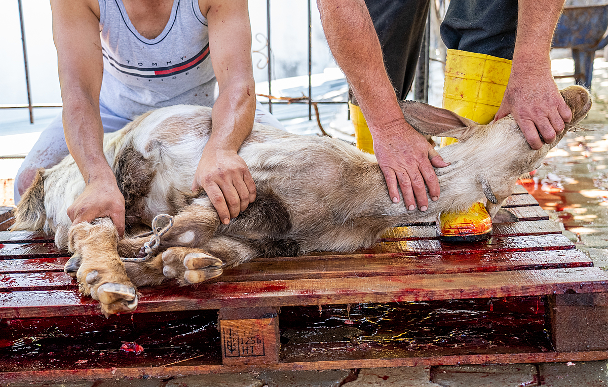 In the yard of an animal breeder in Turkiye, men pin down a bound goat about to be slaughtered. This goat will be killed while fully conscious as a ritual animal sacrifice, or "Qurban," so the goat's owner may observe the Islamic Eid al-Adha holiday traditions. During this four-day holiday, millions of animals are slaughtered in Turkiye alone. Türkiye, 2022. Havva Zorlu We Animals
