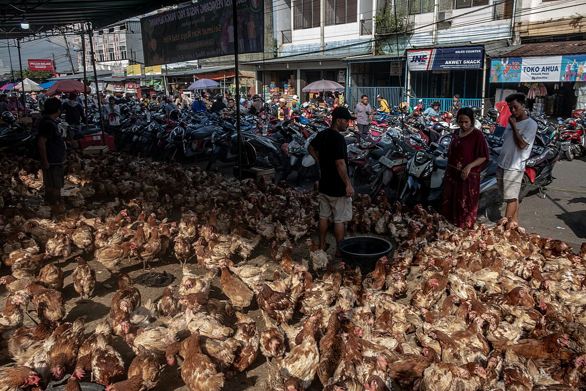 In the days before the Eid al-Fitr holiday, market visitors view countless chickens crowded inside a seller's stall. As Eid al-Fitr nears, customer demand for chicken meat markedly increases preceding the holiday celebrations. Pagi Market, Pangkalpinang, Bangka Belitung, Indonesia, 2023. Resha Juhari / We Animals