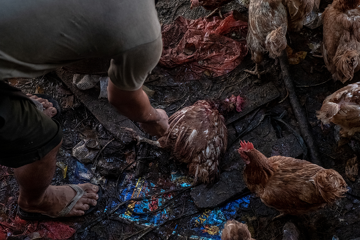 In the days before the Eid al-Fitr holiday, a seller at an Indonesian market picks up slaughtered chickens from a dirty floor to move them to a defeathering area. As Eid al-Fitr nears, customer demand for chicken meat markedly increases preceding the holiday celebrations. Pagi Market, Pangkalpinang, Bangka Belitung, Indonesia, 2023. Resha Juhari / We Animals