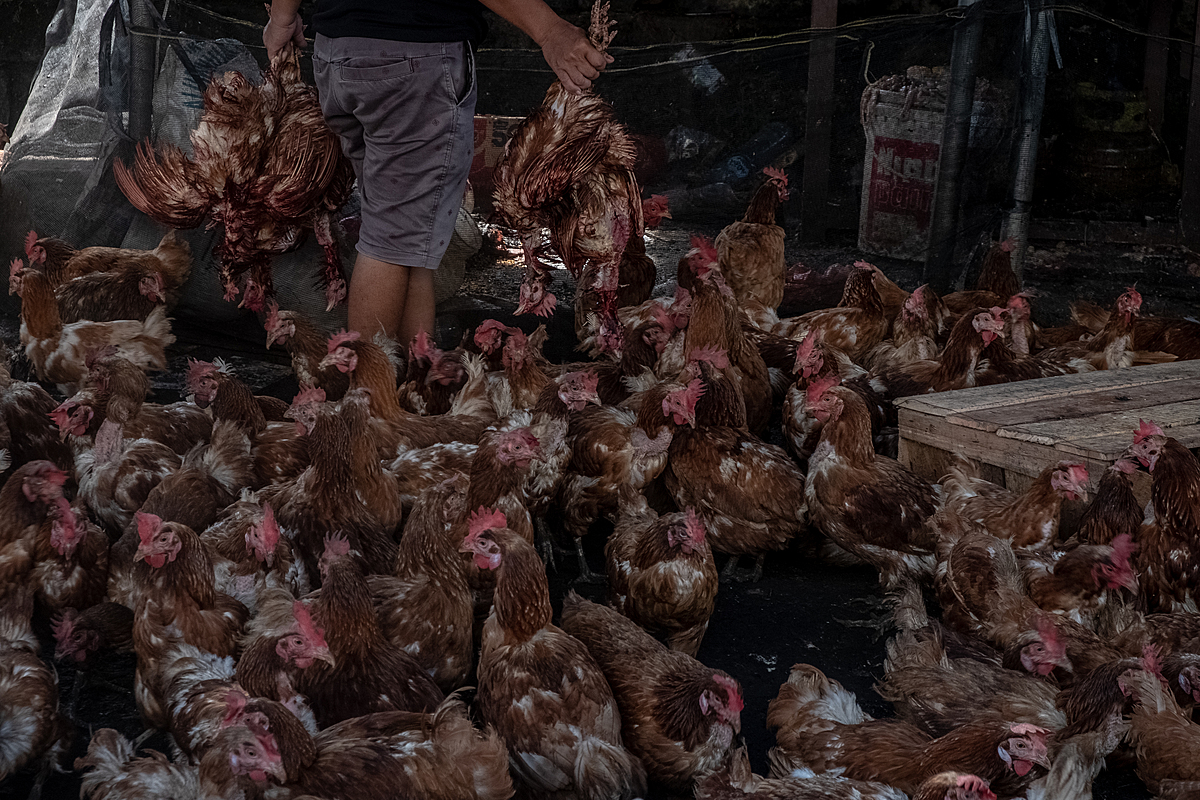 At a busy Indonesian market in the days before the Eid al-Fitr holiday, a seller carries several chickens upside down as he walks through a crowd of chickens inside his stall. As Eid al-Fitr nears, customer demand for chicken meat markedly increases preceding the holiday celebrations. Pagi Market, Pangkalpinang, Bangka Belitung, Indonesia, 2023. Resha Juhari / We Animals