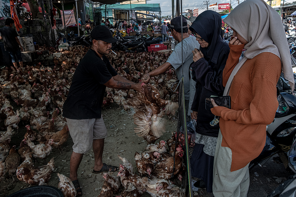 In the days before the Eid al-Fitr holiday, shoppers at a busy Indonesian market cover their noses to avoid the strong smell emanating from a chicken seller's stall. As Eid al-Fitr nears, customer demand for chicken meat markedly increases preceding the holiday celebrations. Pagi Market, Pangkalpinang, Bangka Belitung, Indonesia, 2023. Resha Juhari / We Animals