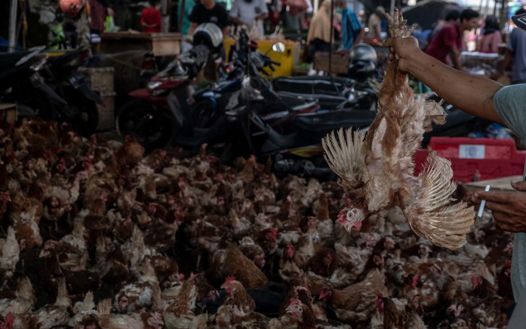 Assignment: Crowded Bird Markets During the Rise of Avian Flu