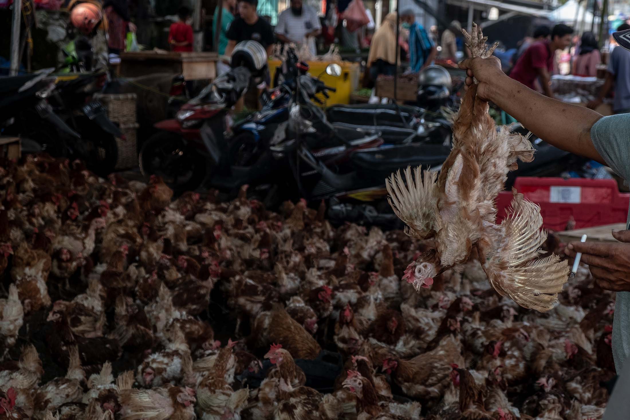 In the days before the Eid al-Fitr holiday, a buyer at an Indonesian market grasps a chicken by their legs, chosen for purchase from the countless birds crowded inside a seller's stall. As Eid al-Fitr nears, customer demand for chicken meat markedly increases preceding the holiday celebrations. Pagi Market, Pangkalpinang, Bangka Belitung, Indonesia, 2023. Resha Juhari / We Animals