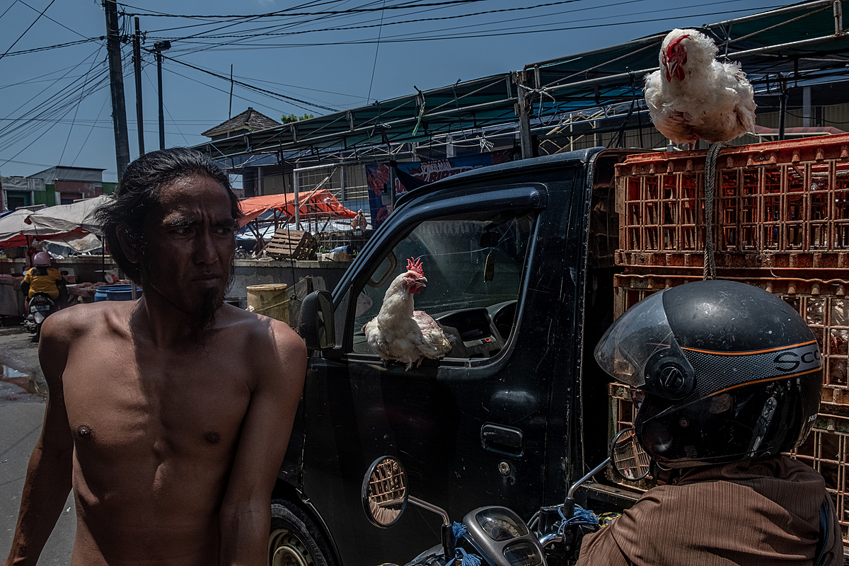 On a day preceding the Eid al-Fitr holiday, escaped chickens sit on a small transport truck at an Indonesian market. As Eid al-Fitr nears, broiler chicken sales markedly increase due to customer demand for chicken meat during the holiday celebrations. Pembangunan Market, Pangkalpinang, Bangka Belitung, Indonesia, 2023. Resha Juhari / We Animals