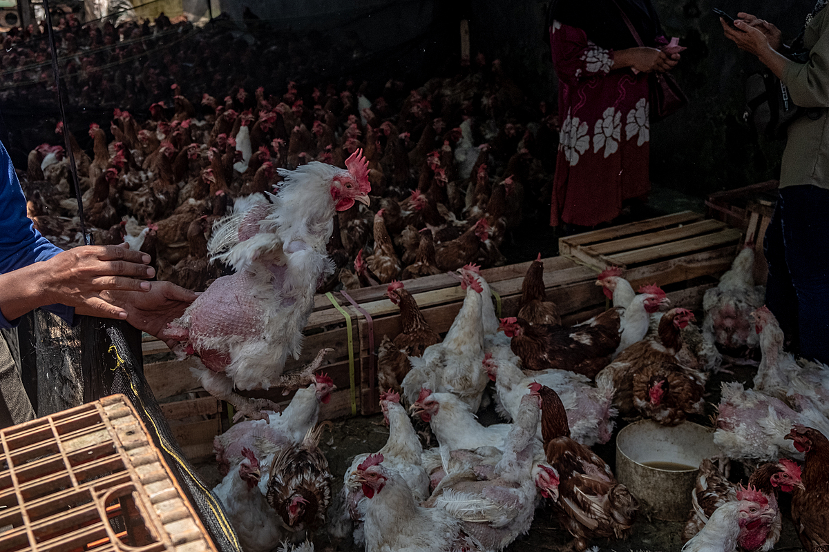 On a day preceding the Eid al-Fitr holiday, a chicken arriving at a seller's stall is dropped into a crowded enclosure at an Indonesian market. As Eid al-Fitr nears, broiler chicken sales markedly increase due to customer demand for chicken meat during the holiday celebrations. Pembangunan Market, Pangkalpinang, Bangka Belitung, Indonesia, 2023. Resha Juhari / We Animals