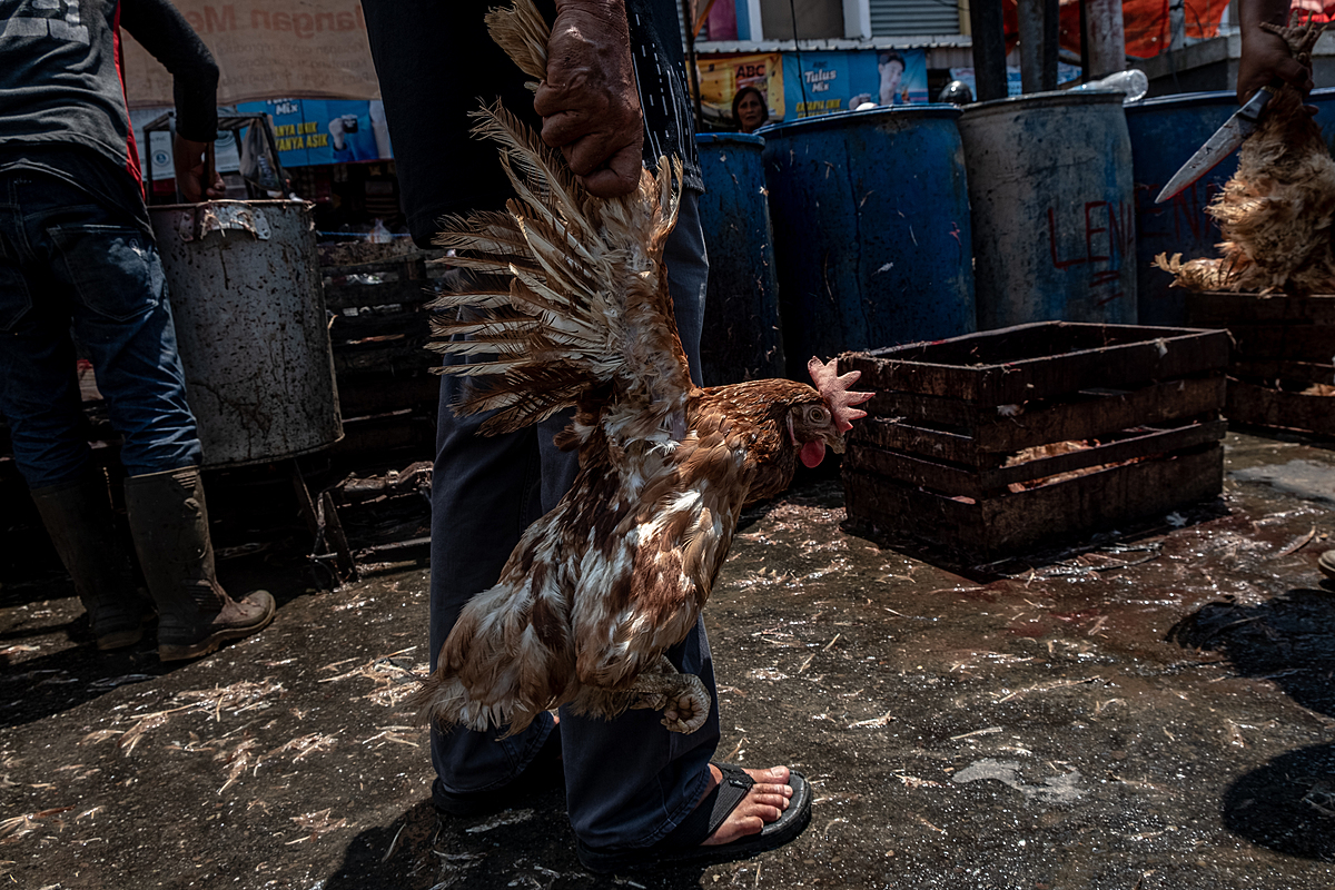 Before the Eid al-Fitr holiday, a buyer at an Indonesian market holds a live chicken by their wings as they bring them to a slaughter and de-feathering area. As Eid al-Fitr nears, broiler chicken sales markedly increase due to customer demand for chicken meat during the holiday celebrations. Pembangunan Market, Pangkalpinang, Bangka Belitung, Indonesia, 2023. Resha Juhari / We Animals