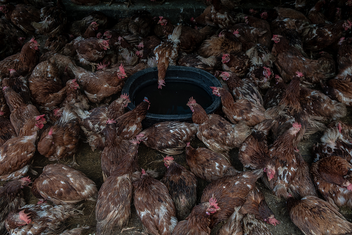 At an Indonesian market before the beginning of the Eid al-Fitr holiday, broiler chickens for sale there drink from a tub on the ground. The chickens are not fed until the sales period at the market closes. As Eid al-Fitr nears, broiler chicken sales markedly increase due to customer demand for chicken meat during the holiday celebrations. Pembangunan Market, Pangkalpinang, Bangka Belitung, Indonesia, 2023. Resha Juhari / We Animals