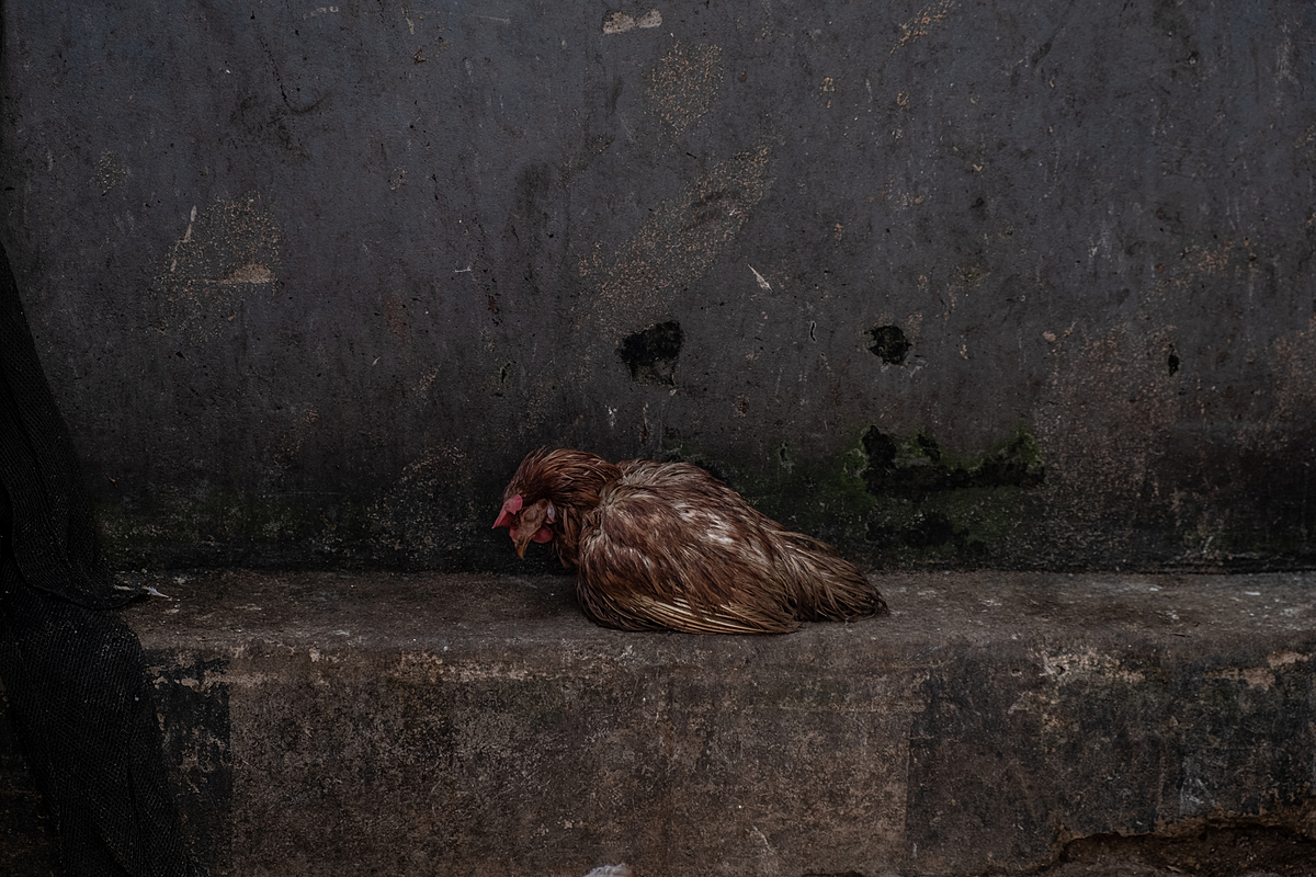 A weak chicken languishes alone on a bare concrete wall at an Indonesian market stall that sells chickens in the days preceding the Eid al-Fitr holiday. As Eid al-Fitr nears, broiler chicken sales markedly increase due to customer demand for chicken meat during the holiday celebrations. Pembangunan Market, Pangkalpinang, Bangka Belitung, Indonesia, 2023. Resha Juhari / We Animals