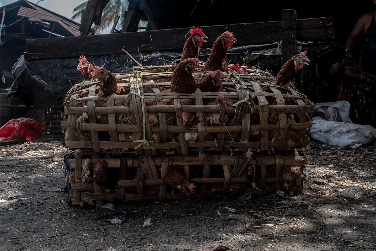 As Eid al-Fitr approaches, chickens for sale for slaughter are tightly confined inside a basket at an Indonesian market and poke their head through its openings. Demand for chickens to consume during Eid al-Fitr celebrations rises noticeably as the holiday nears. Trem Market, Pangkalpinang, Bangka Belitung, Indonesia, 2023. Resha Juhari / We Animals