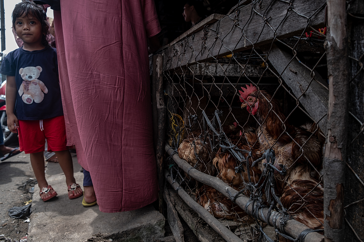 As Eid al-Fitr approaches, at an Indonesian market a chicken peers through the wire of a crowded cage as a child looks on. Demand for chickens to consume during Eid al-Fitr celebrations rises noticeably as the holiday nears. Trem Market, Pangkalpinang, Bangka Belitung, Indonesia, 2023. Resha Juhari / We Animals