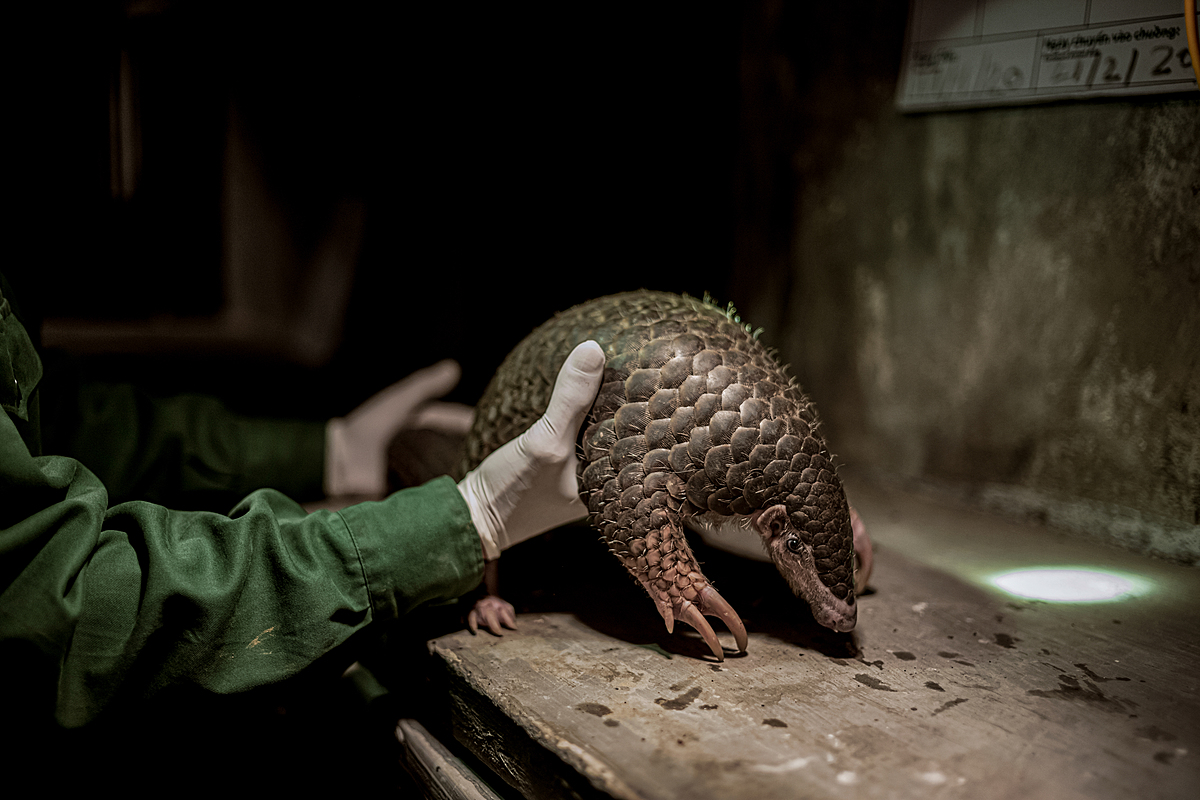 Pangolins are largely covered in scales made of keratin-the same material found in human fingernails. Vietnam, 2020. Kindred Guardians Project / We Animals