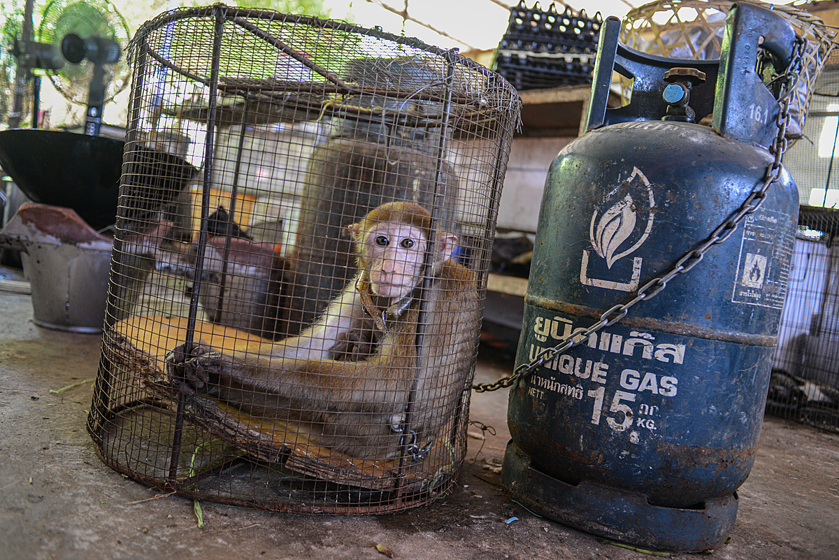 A rhesus macaque is chained ready for consumption by customers at the Kings Roman Casino, Thong Pheung, Bokeo Province, Laos: Along the remote borders of Thailand, China, Myanmar, Laos and India, bears are traded and smuggled to meet the booming demand for bile, gall bladder and bear paws. The surge of new Special Economic Zones in Asia is the new model for money laundering and wildlife trade. Casino towns boom in non-government controlled areas in border zones controlled by huge criminal syndicates that launder billions in proceeds from gambling, narcotics and wildlife with absolute impunity. Lao People's Democratic Republic, 2012. Adam Oswell / We Animals