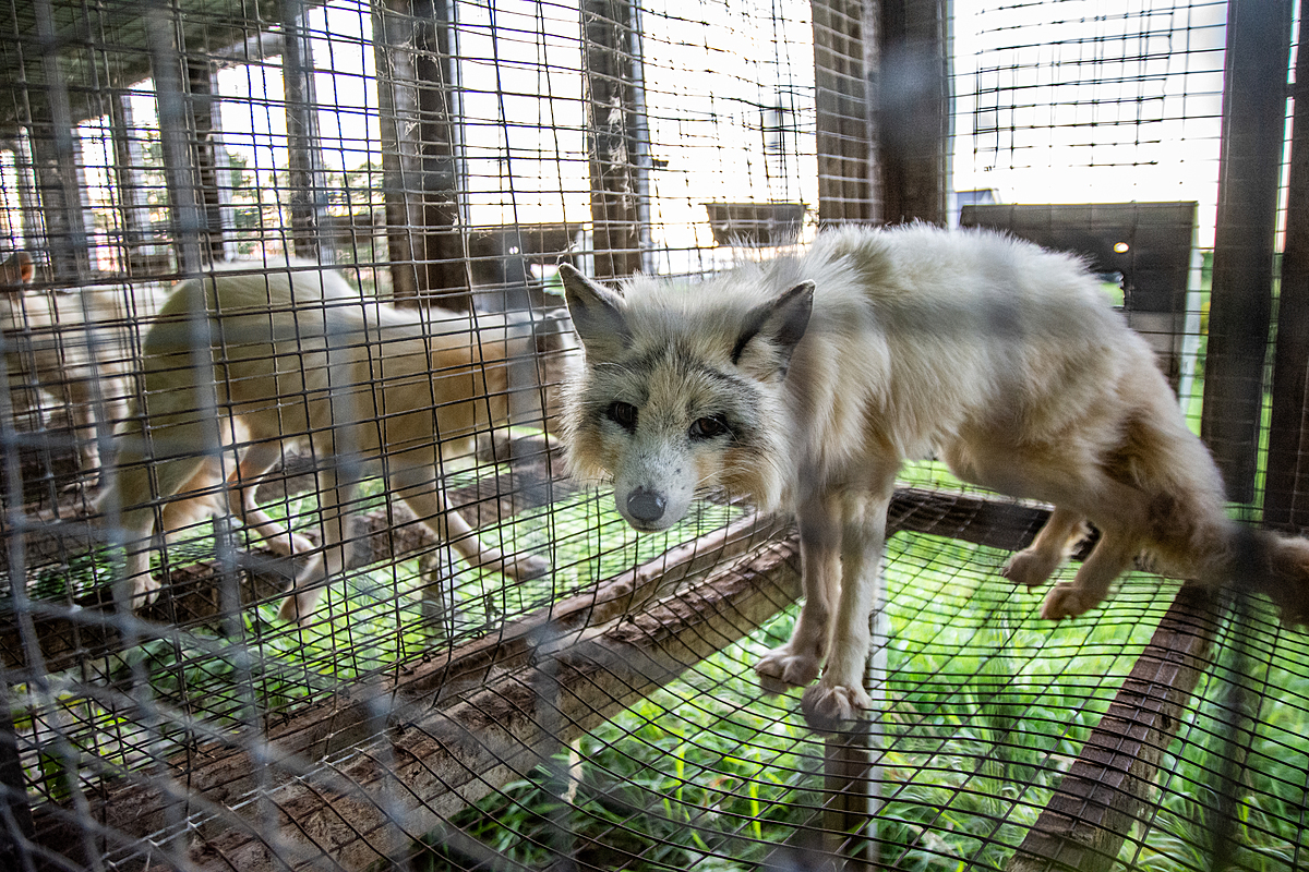 A farmed fox stares into the camera from inside their barren wire mesh cage at a fur farm in Quebec, Canada. In the neighbouring enclosures other foxes pace atop the bare wire floor of their cages. These calico or marble-coated foxes spend their entire lives, separated and typically alone, inside these types of cages. They are used for breeding or will eventually themselves be killed for their fur. Canada, 2022. Balvik C. / We Animals