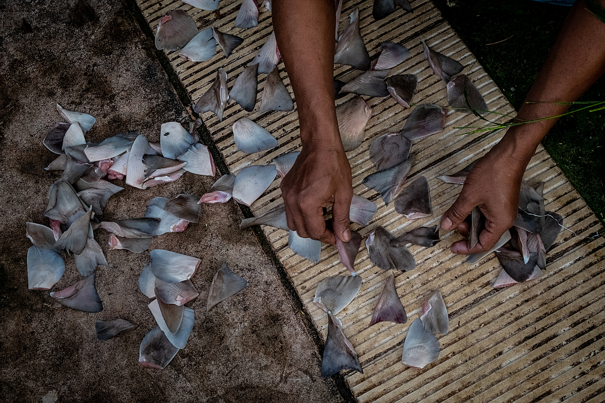 At a traditional Indonesian market, workers dry pieces of shark fin before selling them. So that the fins dry quickly, workers spread them out in the sunlight on the pavement close to the shark slaughtering area. Pangkalpinang, Bangka Belitung, Indonesia, 2022. Resha Juhari / We Animals