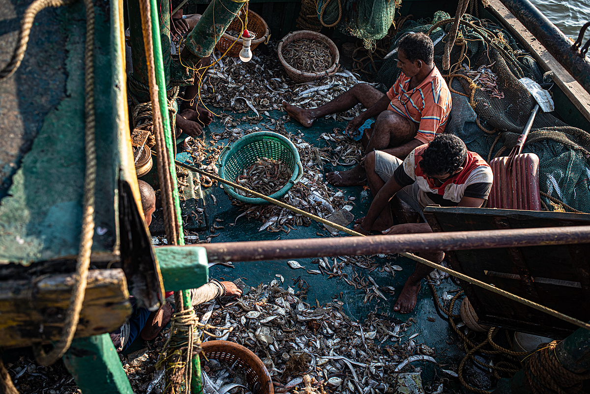 Fishermen separate different kinds of small fish and crustaceans on a trawler. Once the main load of fish is removed from the boat, the fishermen go through the bycatch and recover catch that they can use. This will be mostly for their personal consumption or to be sold in their neighbourhoods. Kakinada Harbour, Kakinada, Andhra Pradesh, India, 2022. S. Chakrabarti / We Animals