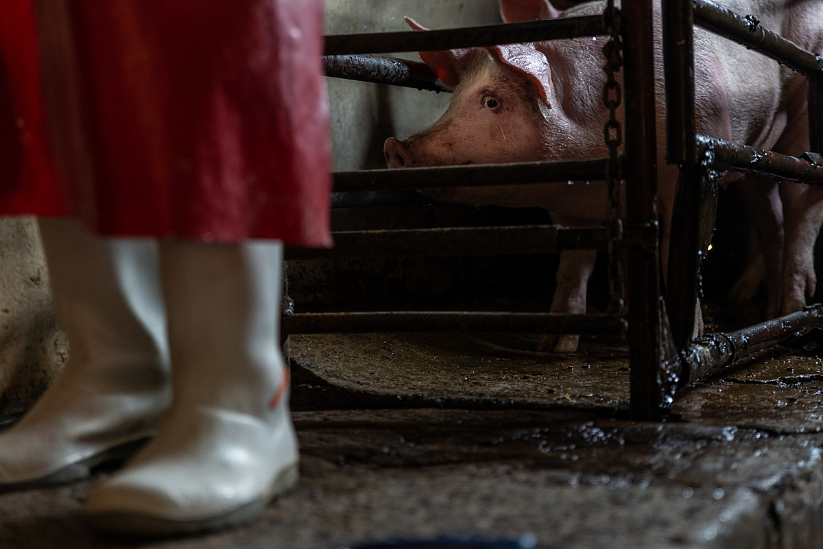 A terrified pig stares wide-eyed through the bars of a killing pen toward the knife that will slice open her throat seconds later. The knife lies next to the feet of a slaughterhouse worker as he loads a bullet round into a gun. Occasionally two shots are necessary to kill the pigs, but each bullet must be loaded separately, prolonging the death process for those individuals. Lusaka, Lusaka Province, Zambia, 2022. Matt Armstrong-Ford / We Animals