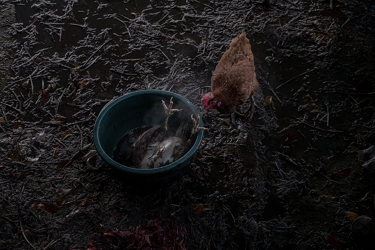 At an Indonesian market before the Eid al-Fitr holiday, a chicken investigates the body of a slaughtered chicken soaking in a tub of hot water before being defeathered. As Eid al-Fitr nears, customer demand for chicken meat markedly increases preceding the holiday celebrations. Pagi Market, Pangkalpinang, Bangka Belitung, Indonesia, 2023. Resha Juhari / We Animals