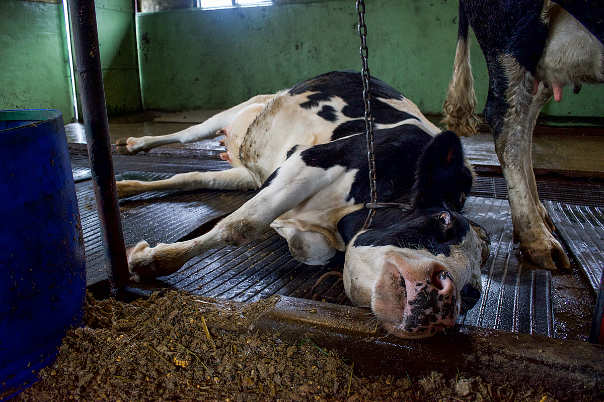 A cow lies chained in a maternity pen. Except for brief periods after giving birth, most dairy cows are kept pregnant. Sri Lanka, 2018. Amy Jones / HIDDEN / We Animals