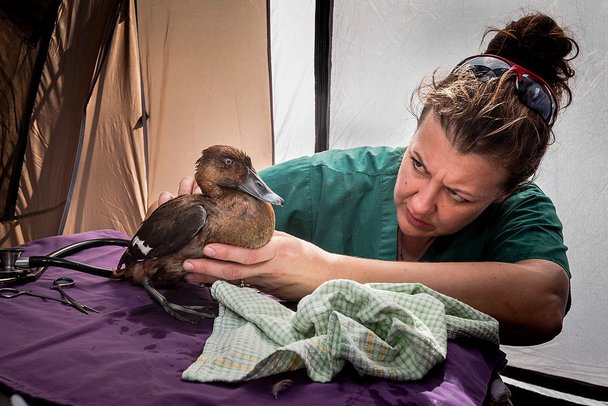 Veterinarian (Natasha Bassett) examines a female Hardhead duck (Aythya australis) for shotgun wounds in a triage tent that was set up on the banks of a lake during the opening of duck hunting season in Victoria, Australia. These birds, whilst widely distributed through Australia, were noted at the time as vulnerable on the most recent Advisory List of Threatened Vertebrate Fauna in Victoria (2013), however were also listed as legal to hunt in Victoria by the Game Management Authority. Australia, 2017. Doug Gimesy / We Animals