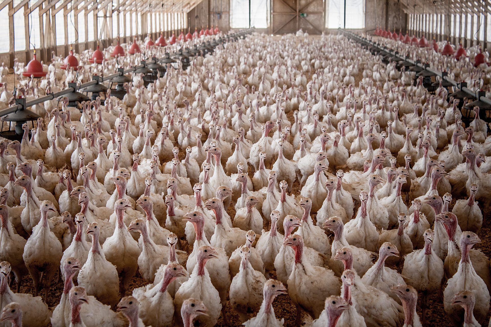Turkeys close to slaughter age are crowded into a shed with little room to move at a feedlot in Chile.