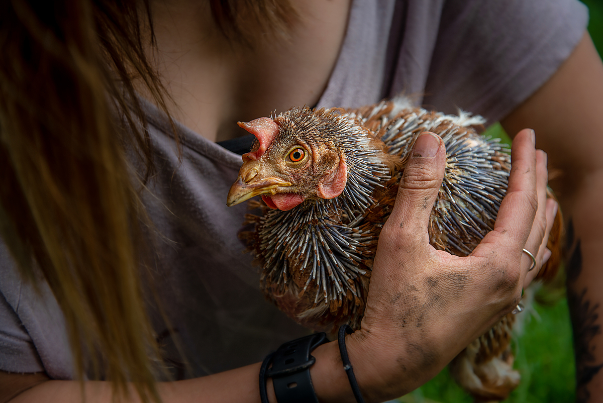 Zelda is a hen who as rescued by Pear Tree Farm. She was picked on by the other hens and now seeks attention and comfort from people. Here she is having a cuddle and you can see her feathers starting to come back. UK, 2021. James Gibson / We Animals