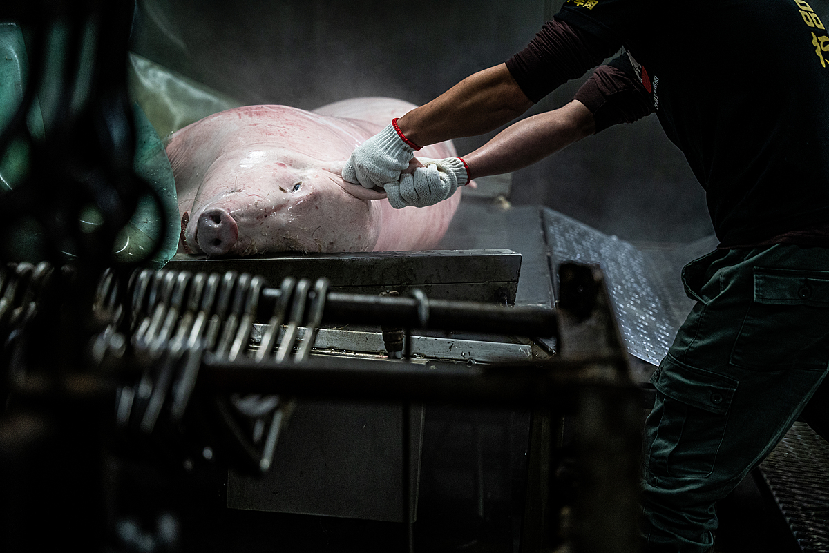 A worker grasps the body of a dead pig by the ears at a slaughterhouse in Taiwan. After each pig is killed, workers push them into hot water, and then their bodies are hung up by their forelegs. Taiwan, 2022. Ron Chiang / We Animals