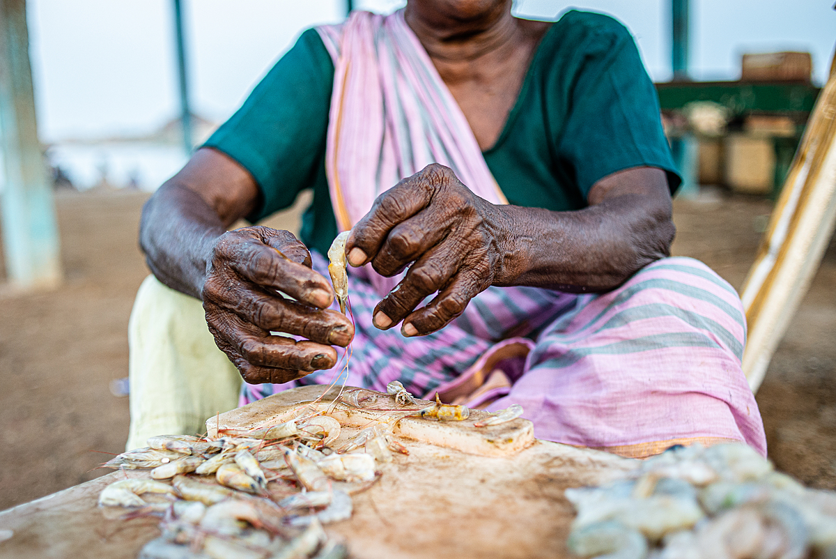 A local female fishmonger deveins shrimps and prawns who were recovered from fishing bycatch. Kothapalli, Andhra Pradesh, India, 2022. S. Chakrabarti / We Animals